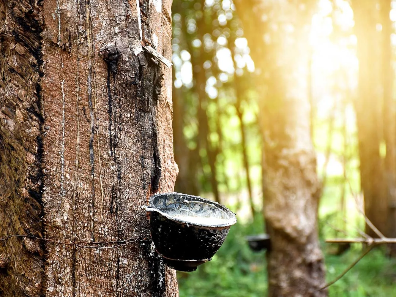 Natural Rubber Latex