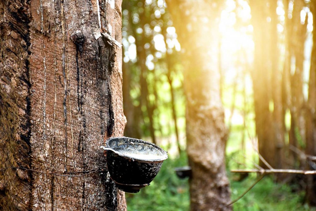 It is derived from field latex and contains 60% of Dry Rubber Content (DRC)...
